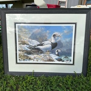 Harold Roe Forbidding Signed Number 80/2000 Duck Wildlife Art Framed Print 1990
